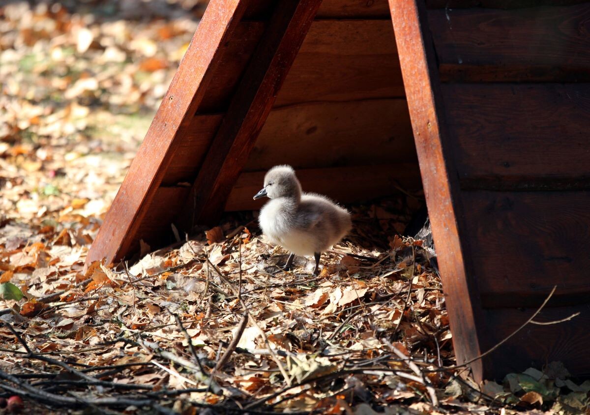    У малыша хороший аппетит