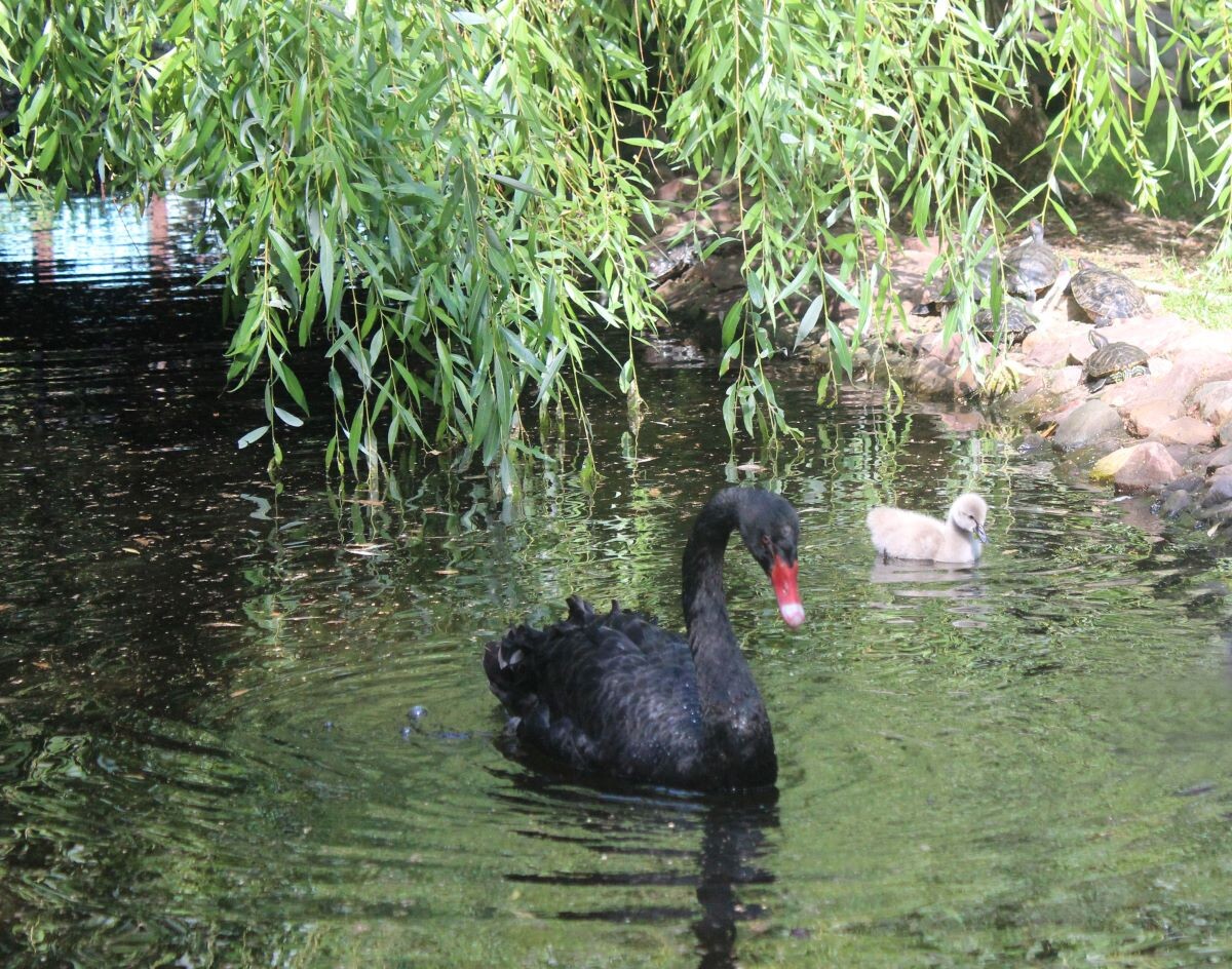    Папа-самец плавает на пруду вместе с малышом