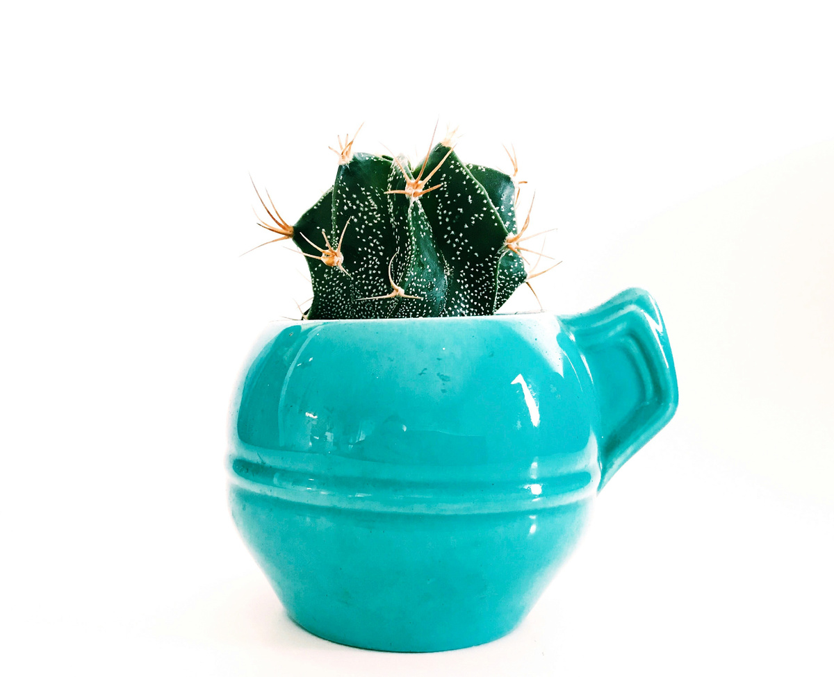 https://unsplash.com/s/photos/indoor-plants