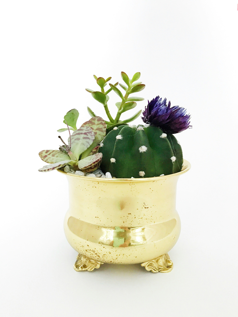 https://unsplash.com/s/photos/indoor-plants
