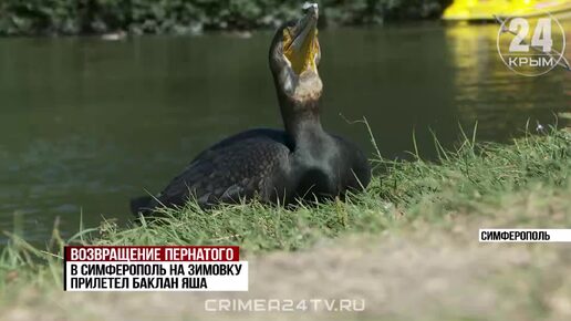 Знаменитый баклан Яша прилетел на зимовку в симферопольский парк Гагарина