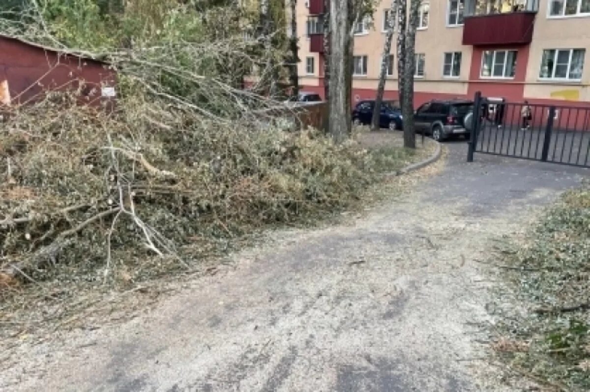    В Курске завели уголовное дело после падения дерева на мальчика