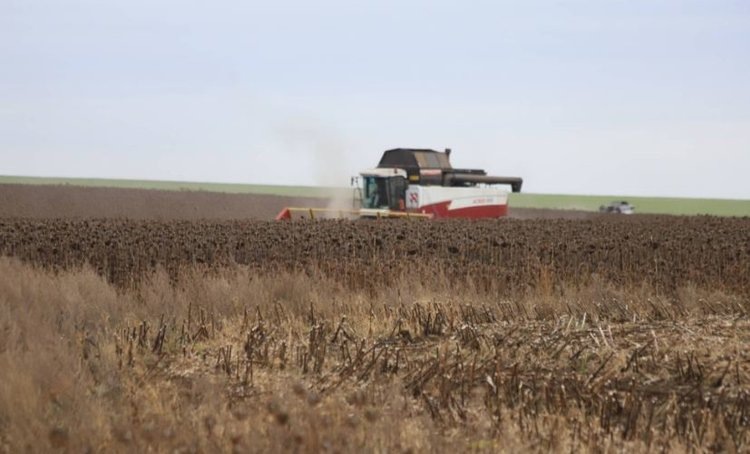    В передовых хозяйствах Оренбуржья намолачивают по 25 центнеров подсолнечника с гектара