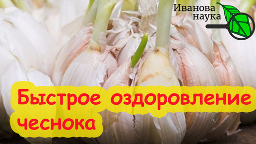 ОЗДОРОВЛЕНИЕ ЧЕСНОКА: урожай сразу в 3 раза больше! Озимый чеснок 2024.