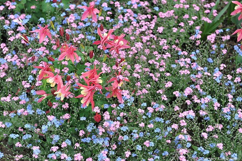 Незабудки (розовая и голубая формы) и аквилегия