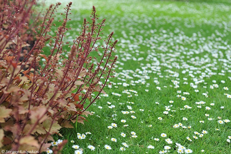 Маргаритки на газоне