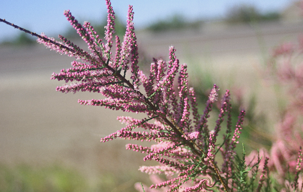 Цветущий тамариск
