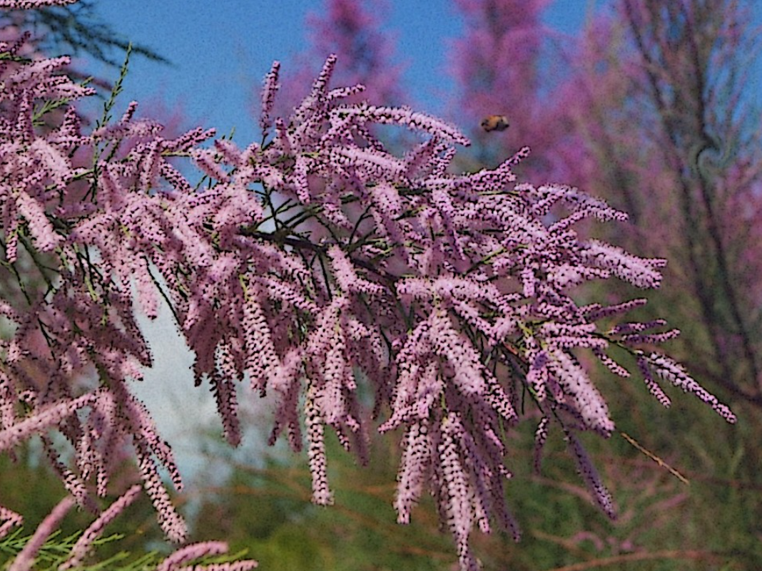 Пчела стремится на запах тамариска