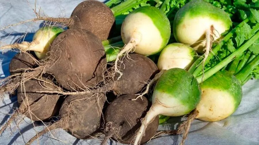 Когда убирать свеклу на урале в 2022. Редька маргеланская. Нужно ли у свеклы убирать листья нижние. Когда убирать свеклу и редьку. Морковка и свекла в парнике.