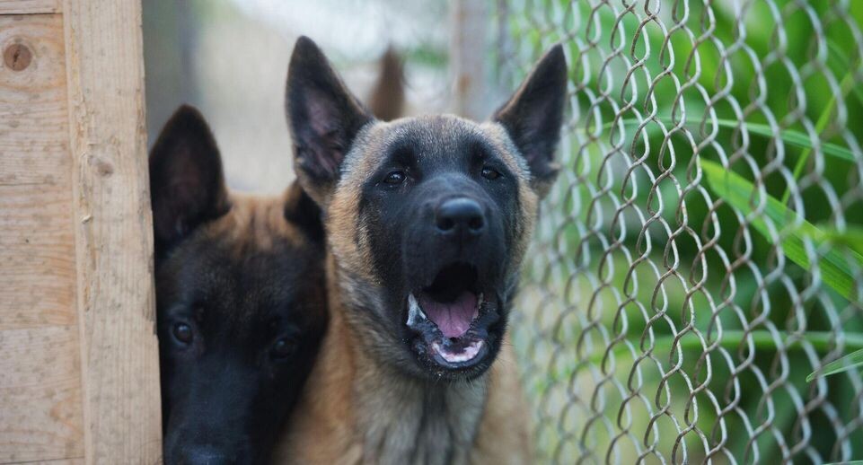    РИА «Новости»