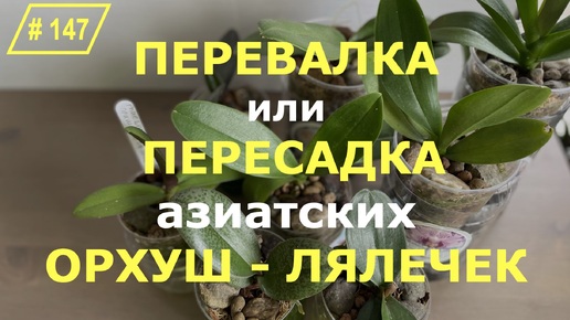 # 147 Как правильно пересадить азиатскую орхидею после покупки. Правила и особенности пересадки азиатских орхидей подростков из мха