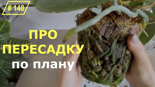 Download Video: # 148 Секреты плановой пересадки взрослой орхидеи фаленопсис Сого Юкидан | Как правильно пересадить большую орхидею методом пересалки