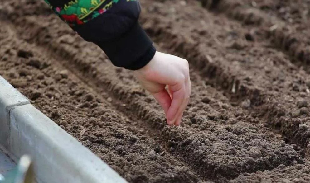 При подзимнем высеве культур семена нельзя поливать или обрабатывать какими-либо удобрениями.