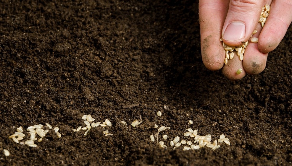 Зимой на грядку следует набросать как можно более толстый слой снега.