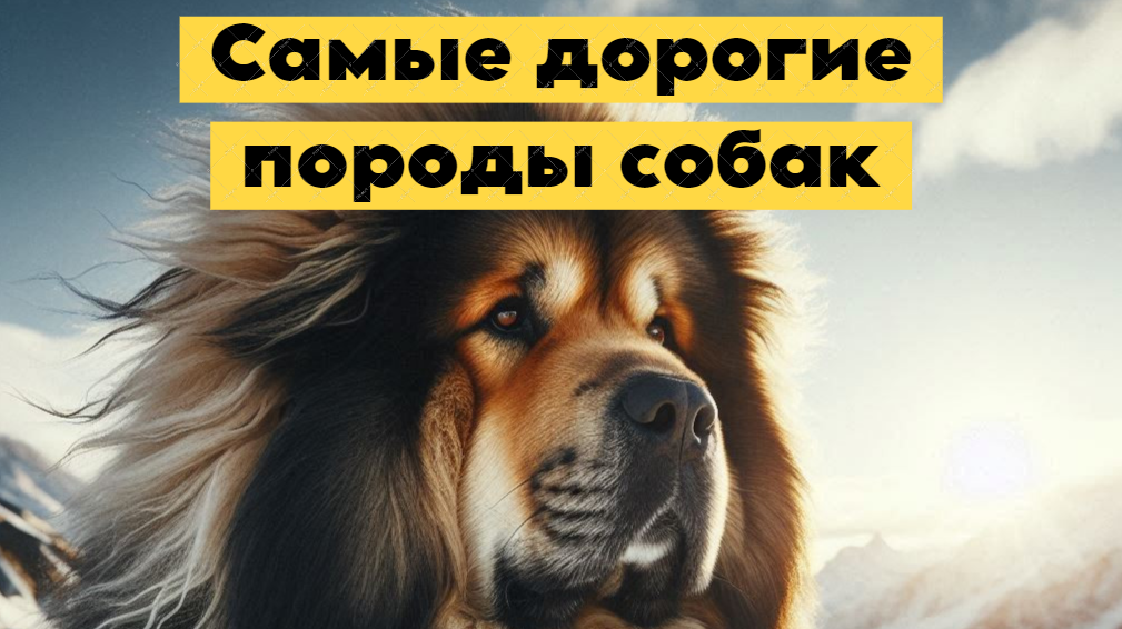Наиболее ценные и дорогостоящие породы собак в мире. 