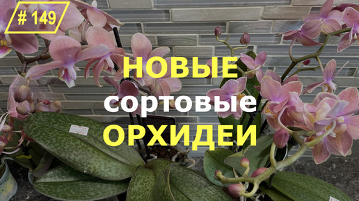 # 149 Нежданно-негаданно самая плачевная партия купленных сортовых орхидей. Что происходит с орхидеями в период адаптации после покупки