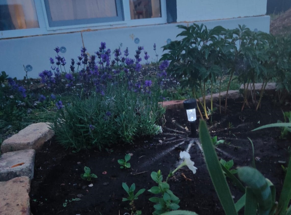 Первое цветение на новом месте