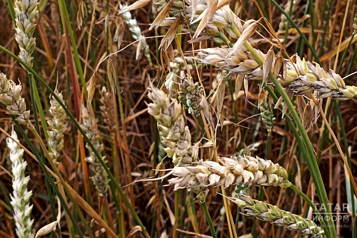 ​Число опасных метеорологических явлений растет в России и в Татарстане. Наибольшую угрозу они представляют сельскому хозяйству. Фото: © «Татар-информ»