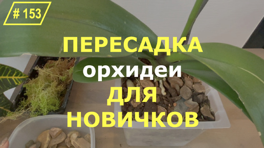 # 153 Как правильно пересадить орхидею фаленопсис в другой горшок. Пошаговая пересадка взрослой орхидеи для начинающих орхолюбителей