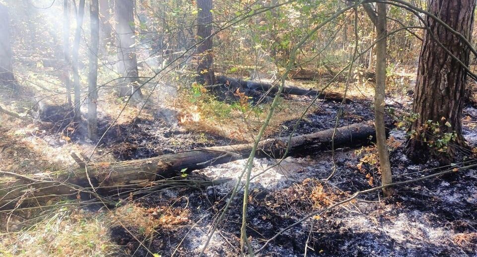    Комитет лесного хозяйства Московской области