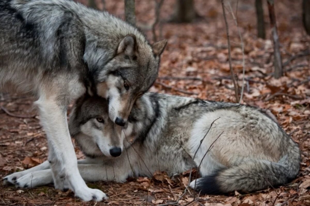    После гибели пони Урсулы фон дер Ляйен в ЕС начнут отстреливать волков