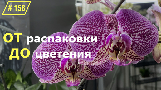 # 158 Как быстро и правильно адаптировать орхидеи после покупки чтобы они быстро зацвели вновь. Орхидеи из посылки уход для начинающих