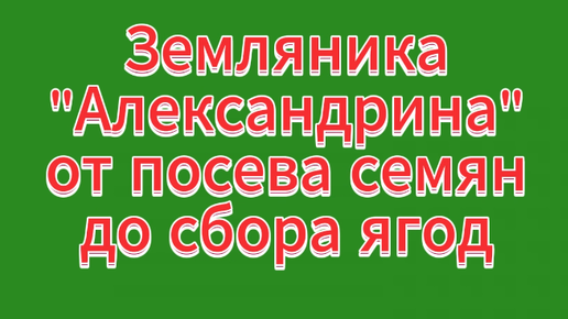 Скачать видео: Земляника от посева семян до сбора ягод