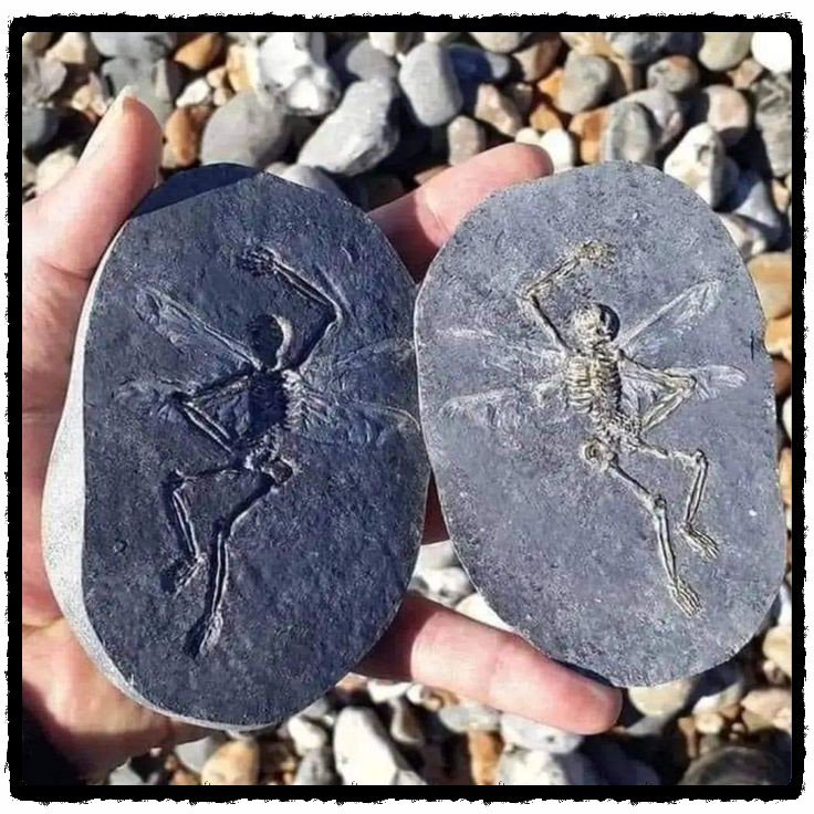 Отпечаток лесного эльфа