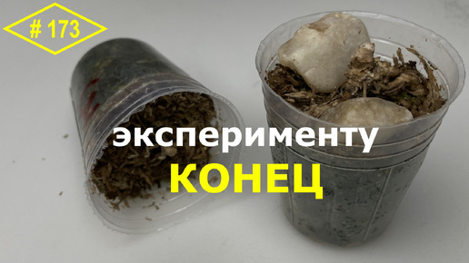 # 173 ОРХОЭКСПЕРИМЕНТ: Уцененные азиатские орхидеи вышли из эксперимента… Уход за уцененными орхидеями во мху. Реанимация азиатских орхидей