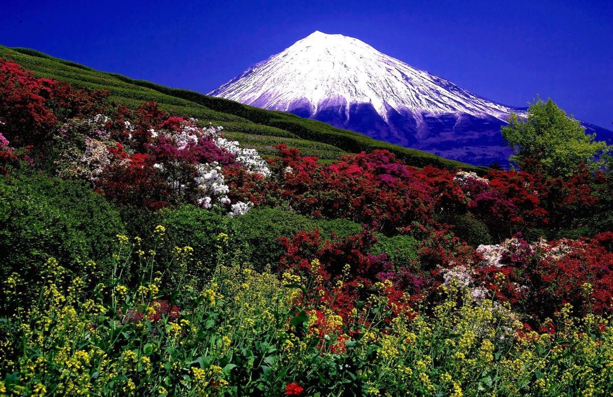 Из открытых источников в интернете. Камчатка.