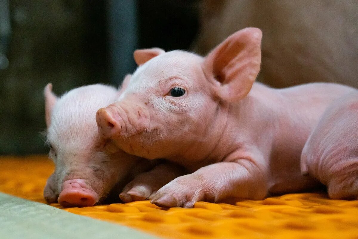 Яндекс картинки.