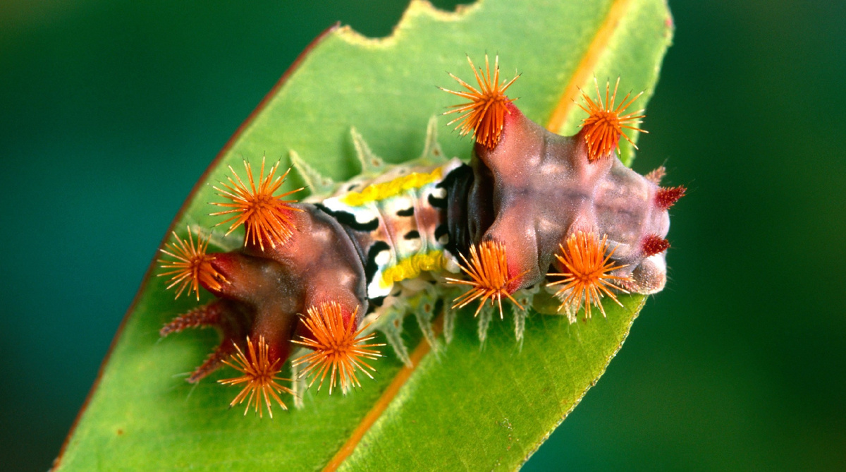 Doratifera vulnerans (наверно)
