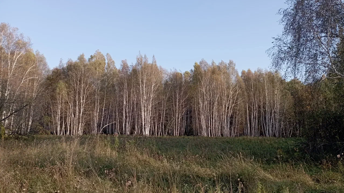 вот такая большая поляна с лесным сеном и даром никому не сдалась. А еще каких-то 30 лет назад подобные места передавали по наследству. Старшему сыну - покос, младшему - кот. 