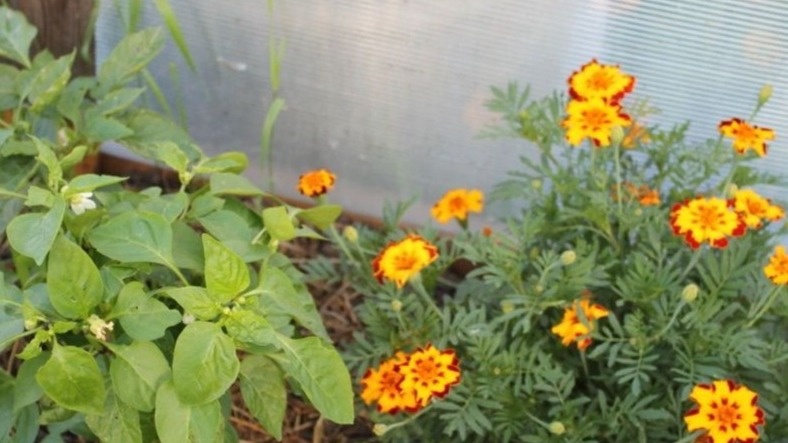 Думал, бархатцы годятся только для красоты: неожиданное открытие их пользы как сидератов изменило мое огородничество