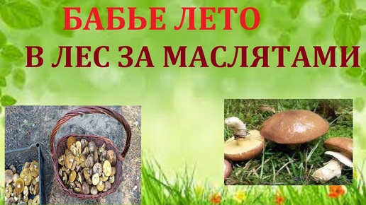 БАБЬЕ ЛЕТО/ И СНОВА В ЛЕС ЗА МАСЛЯТАМИ/ ТИХАЯ ОХОТА УДАЛАСЬ!