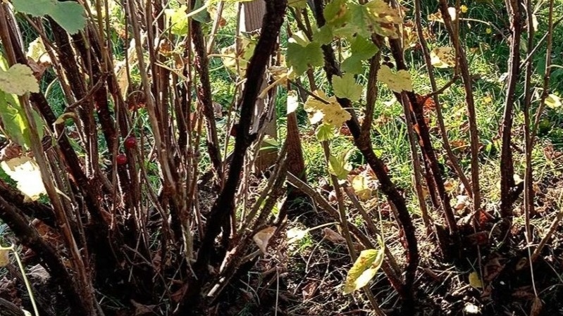 На снимке слева вы видите заросший куст. Справа - тот же куст после грамотной обрезки. Заметьте, как он преобразился!