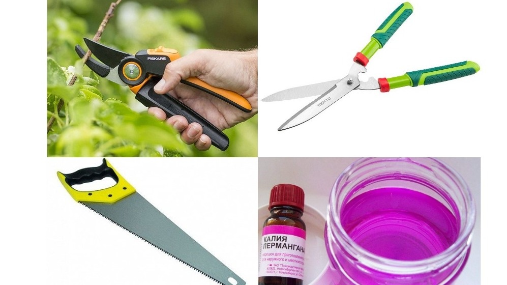 Вот мой рабочий набор: секатор, ножницы, пила и бутылочка с раствором марганцовки для дезинфекции.