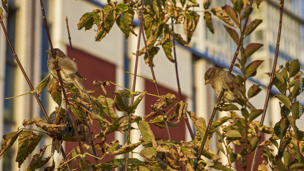 2. Воробьи домовые © NickFW.ru — 16.09.2024г.