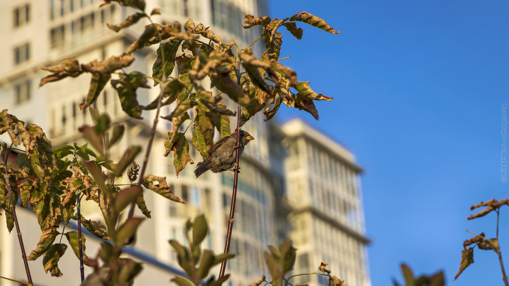 1. Воробей домовый © NickFW.ru — 16.09.2024г.