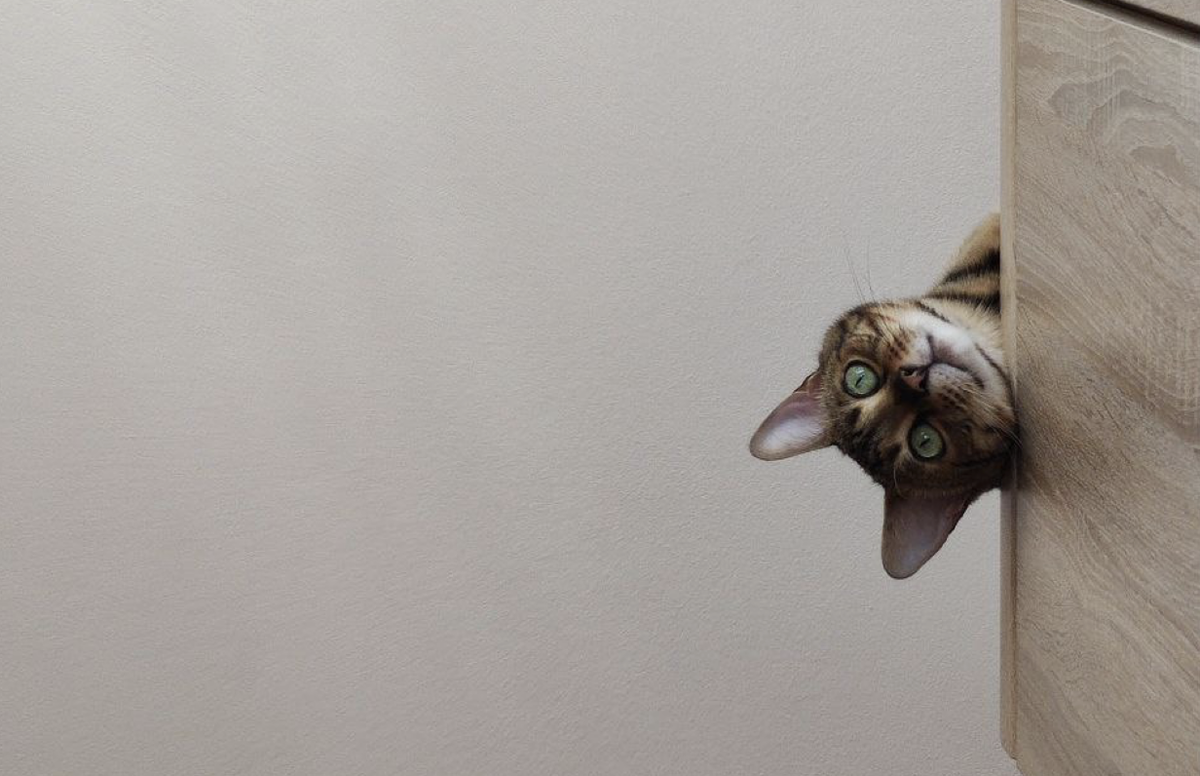 Бенгальский кот