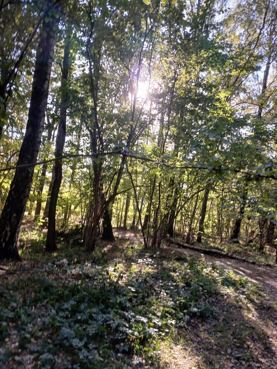 Фото мое. Уголок Битцевского лесопарка со стороны ул. Миклухо- Маклая