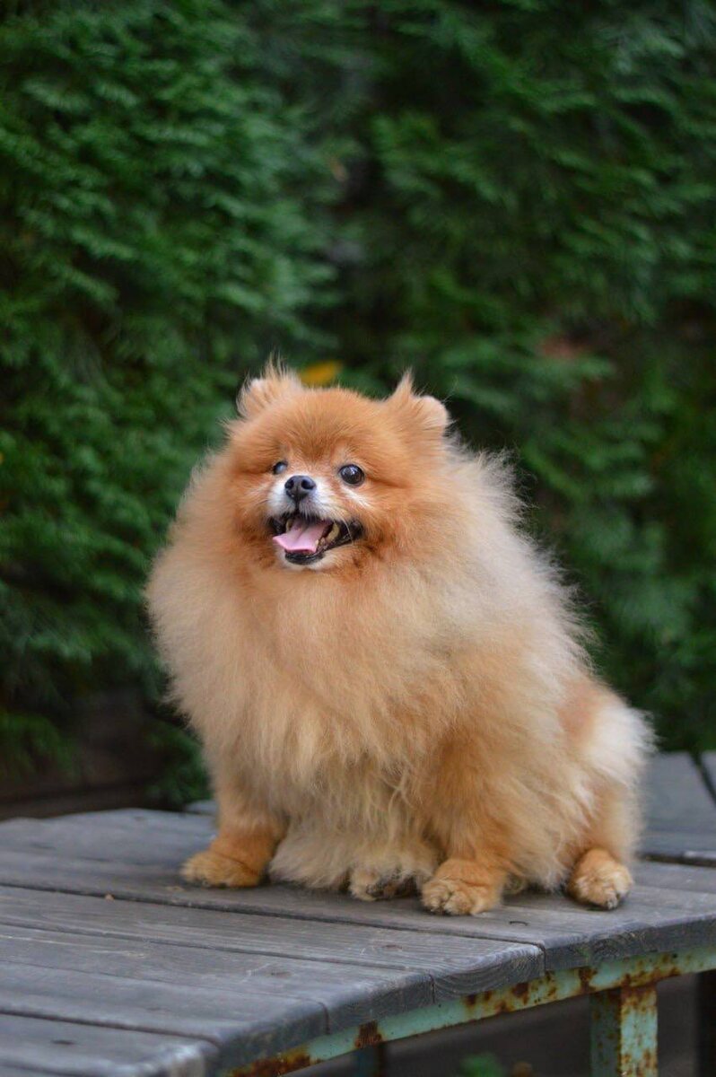 Маленькая собачка из приюта Домик Мелкашей ищет дом и семью