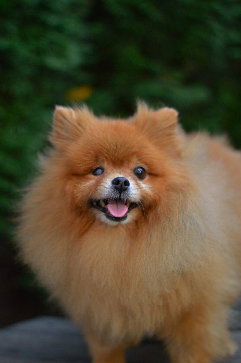 Маленькая собачка из приюта Домик Мелкашей ищет дом и семью