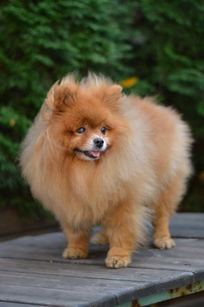 Маленькая собачка из приюта Домик Мелкашей ищет дом и семью