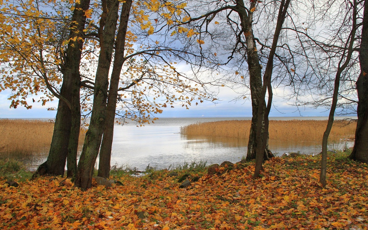 Фотография с сайта: https://www.zastavki.com/eng/Nature/Nature/Seasons/Autumn/wallpaper-71107-23.htm