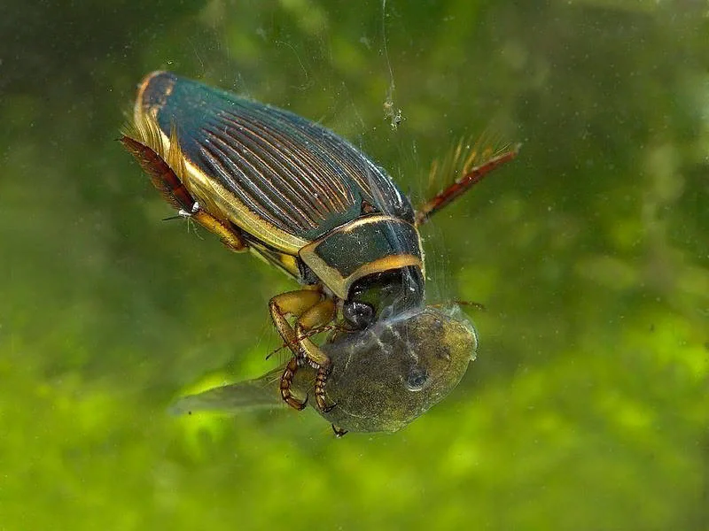 Жук плавунец. Жук-плавунец окаймленный. Жук плавунец хищник. Личинка жука плавунца. Жук-плавунец окаймленный.