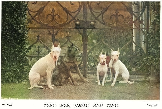 Слева направо: Toby (бультерьер), Bob (ирландский терьер), Jimmy (белый английский терьер) и Tiny (той-бультерьер).