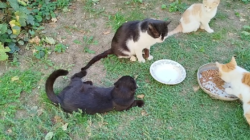 Посиделки во дворе.😺🐱😽🥣🧑‍🍳