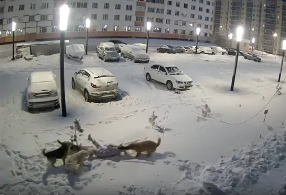    В Новом Уренгое 9-летней Даше, которую стая за капюшон таскала по снегу, мэрия выплатила рекордный миллион (у девочки множественные раны головы). Кадр видео