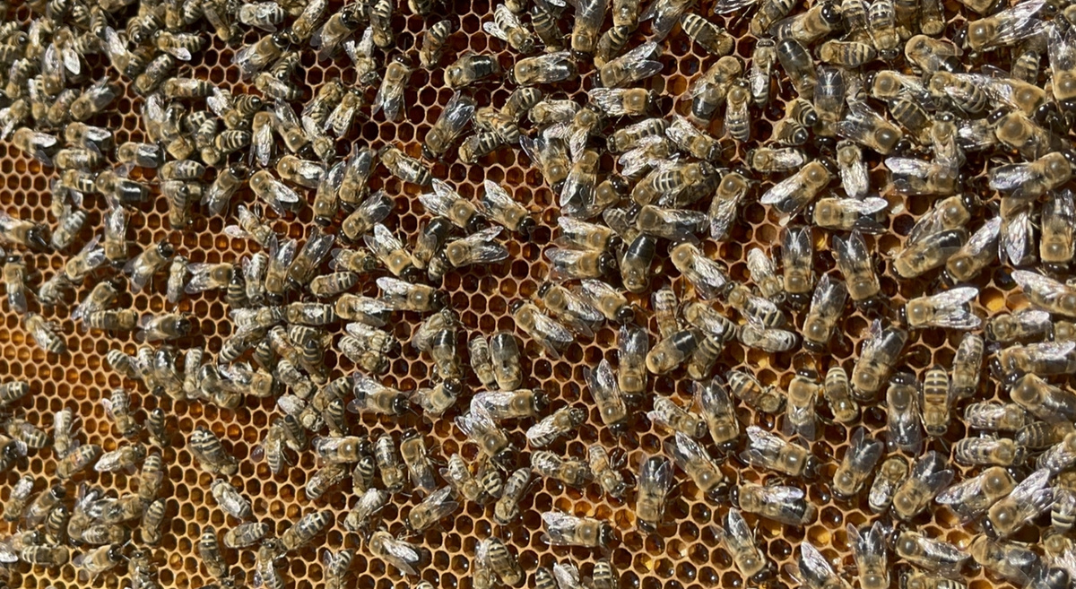 Рабочая пчелосемья 